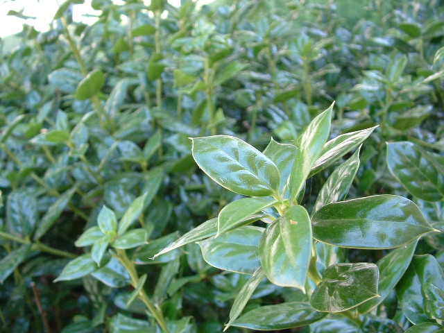 holly.jpg