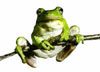 Green tree frog. Photographer unknown. Image source: http://www.nwhc.usgs.gov/research/ amph_dc/amph_dc.html