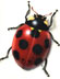 Ladybug
