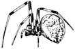 Drawing of the spider I saw last night.