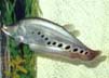 Video of a 25-inch Clown Knife Fish, 180kb